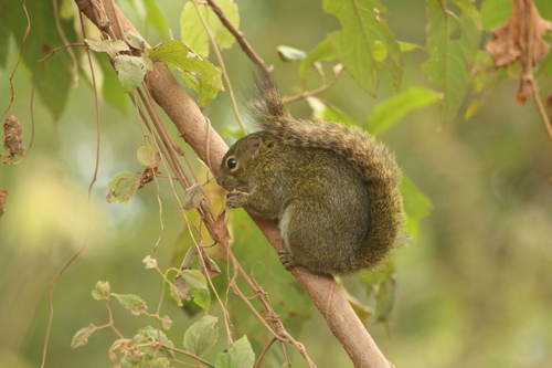 Carruther's Mountain Squirrel