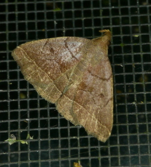 Zanclognatha obscuripennis