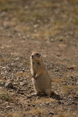Pallid Ground Squirrel