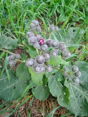 Arctium tomentosum