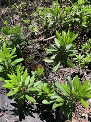 Rhododendron columbianum