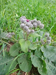 Arctium tomentosum