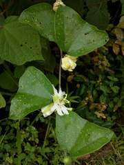 Passiflora anfracta