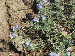 Veronica multifida