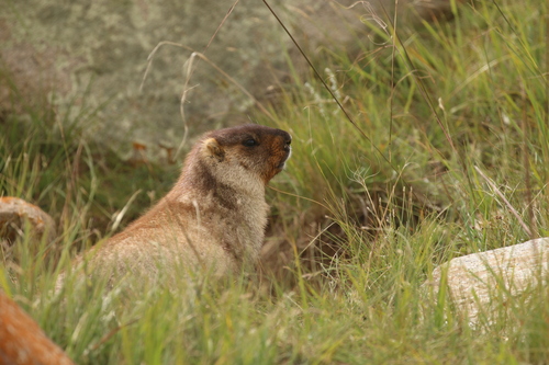 Tarbagan Marmot