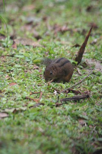 Three-striped Ground Squirrel