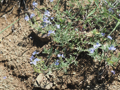 Veronica multifida