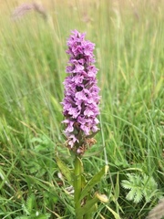 Dactylorhiza maculata