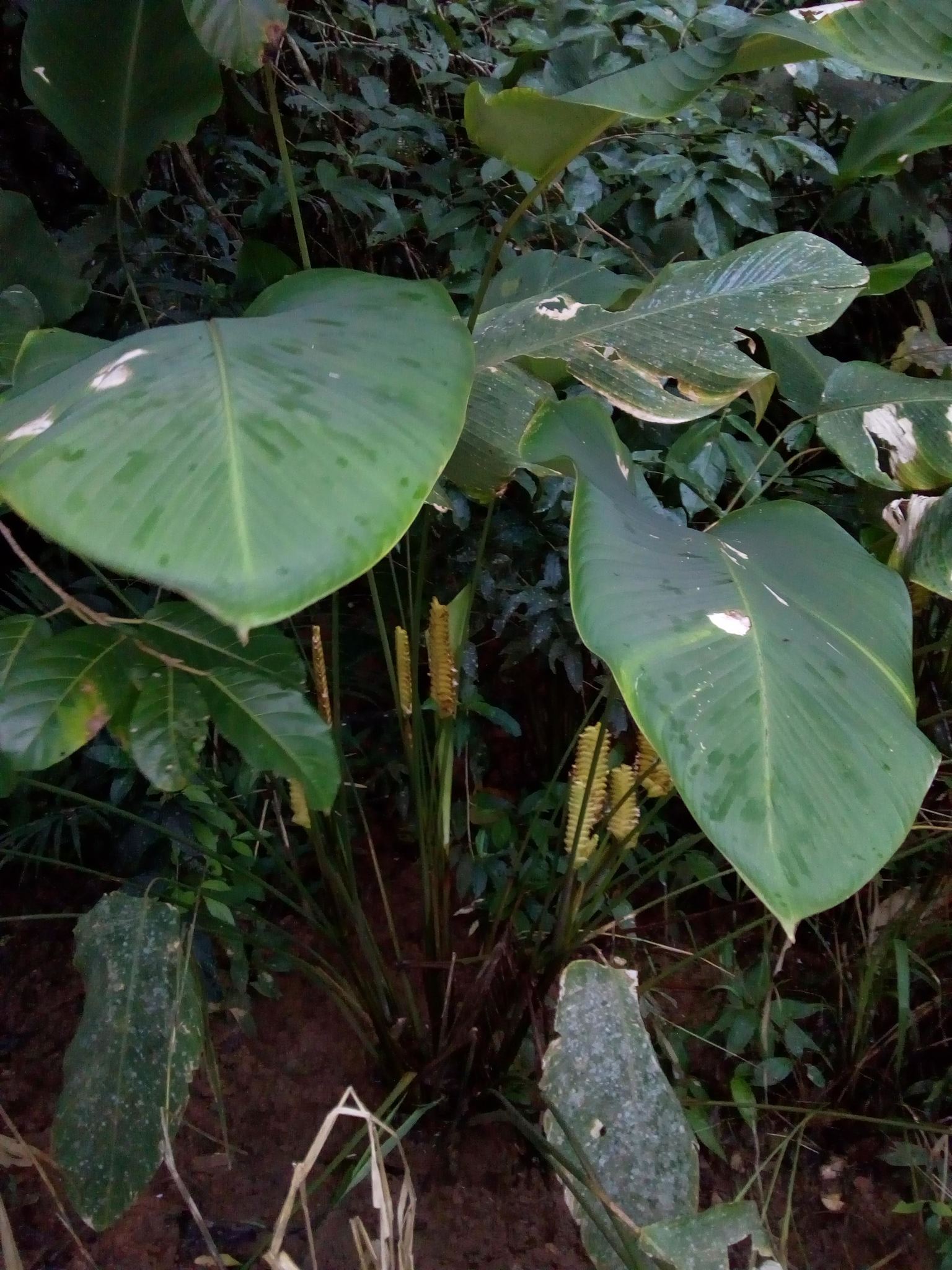 Calathea crotalifera