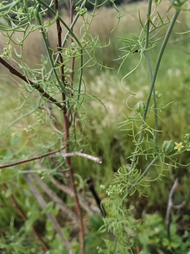 Kedrostis africana