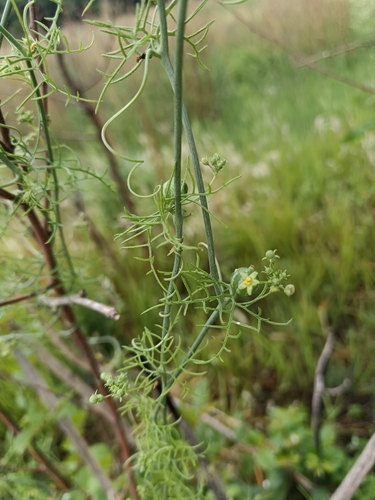 Kedrostis africana