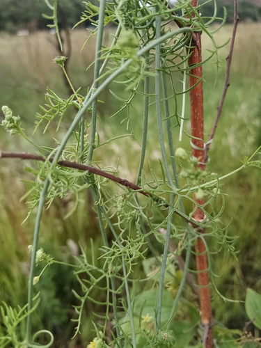 Kedrostis africana