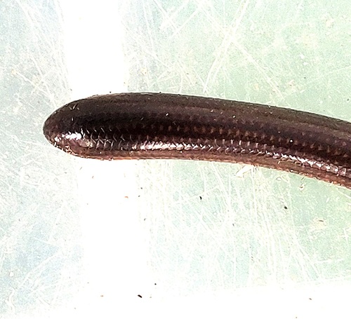 Slender Blind Snake