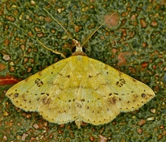 Hemeroplanis floccalis
