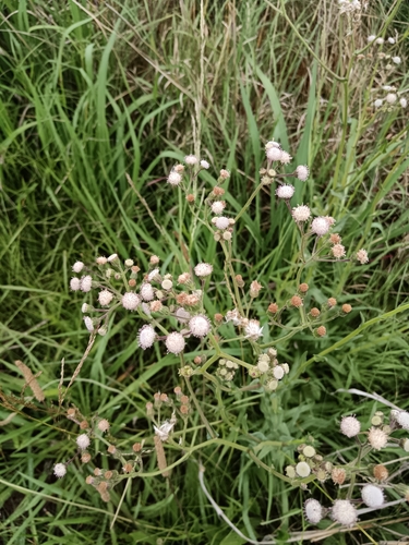 Senecio polyodon, photograph 3