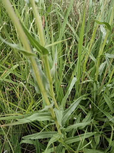 Senecio polyodon, photograph 4