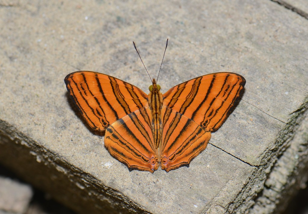 Common Maplet