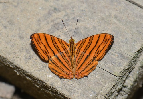 Common Maplet