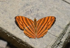 Chersonesia risa cyanee