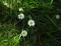 Bellis perennis