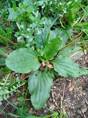 Plantago major