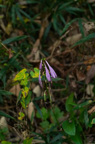 Hosta sieboldii
