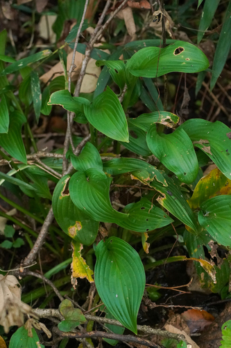 Hosta sieboldii