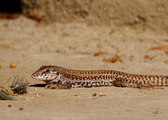 Aspidoscelis maximus