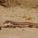 Cape Giant Whiptail - Photo (c) Kakalotli, some rights reserved (CC BY-NC), uploaded by Kakalotli