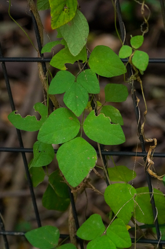 Amphicarpaea edgeworthii, photograph 3