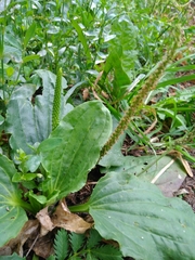 Plantago major