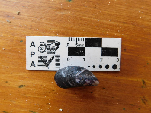 Brachidontes darwinianus, 2024-11-05