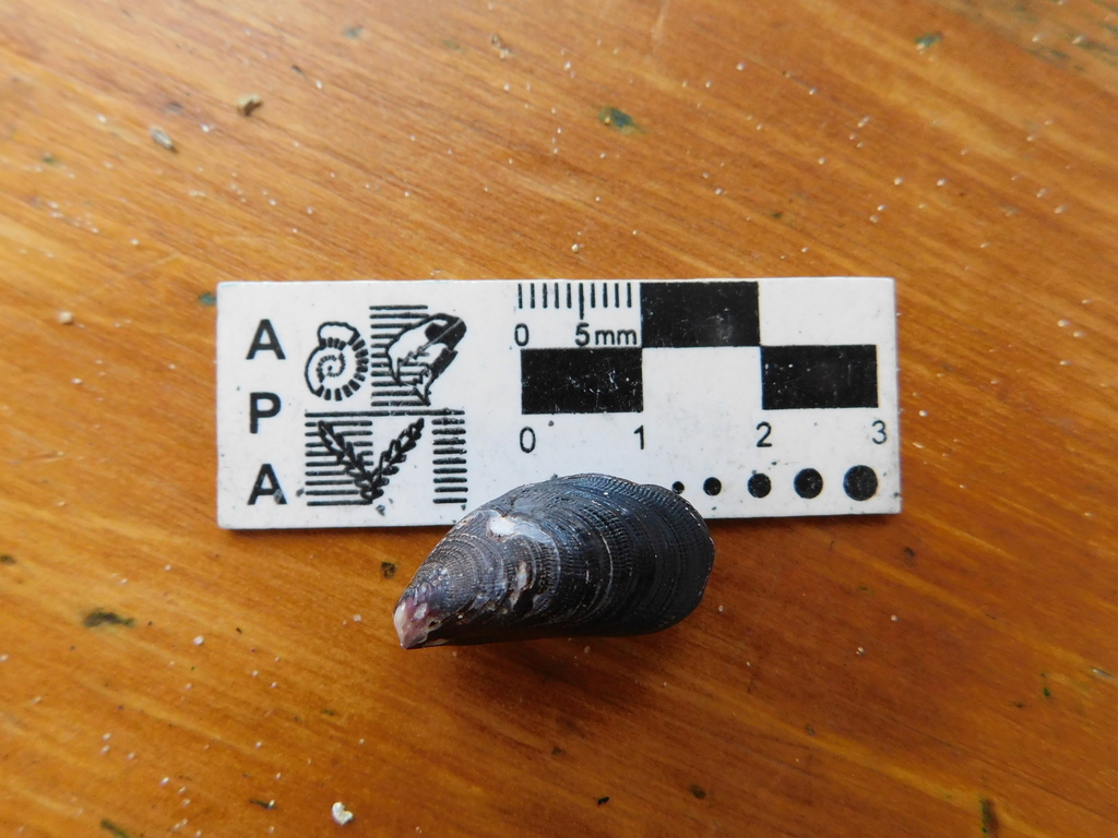 Brachidontes darwinianus
