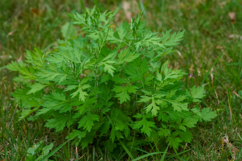 Image of Artemisia princeps by (c) WATANABE Hitoshi 渡辺仁, some rights reserved (CC BY)