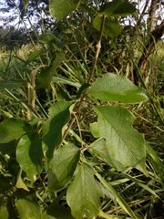 Cuspidaria floribunda