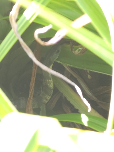 Tiger Snake sighting
