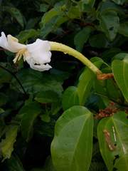 Bignonia nocturna