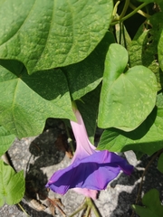 Ipomoea indica image