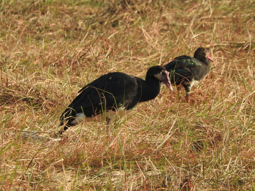 Plectropterus gambensis