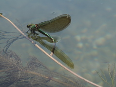 Calopteryx xanthostoma
