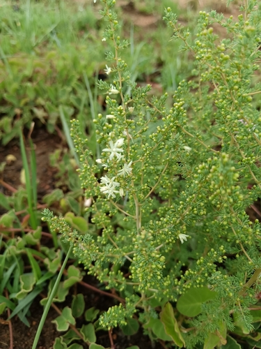 Image of Asparagus flavicaulis by (c) Hildegard Klein, some rights reserved (CC BY)