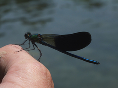 Calopteryx xanthostoma