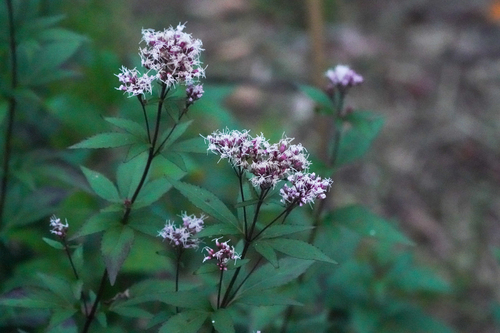 Image of Fragrant Eupatorium (Eupatorium japonicum) by (c) WATANABE Hitoshi 渡辺仁, some rights reserved (CC BY)