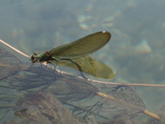 Calopteryx xanthostoma