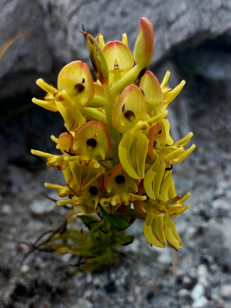 Common Shield Orchid
