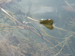 Calopteryx xanthostoma