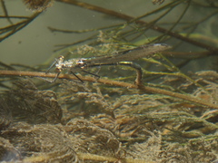 Calopteryx xanthostoma