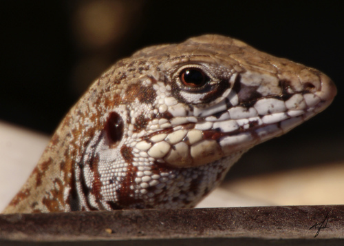 Cape Region Whiptail