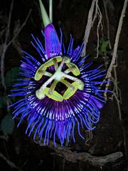 Passiflora amethystina