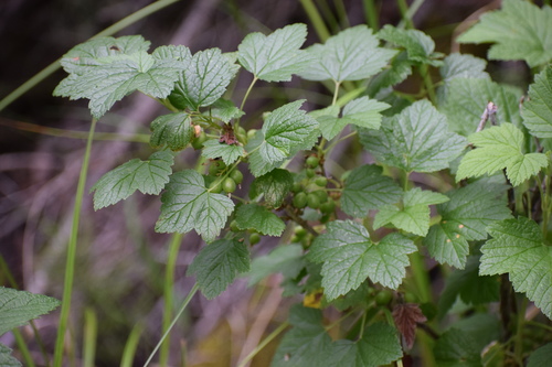 Red currant (Ribes triste)